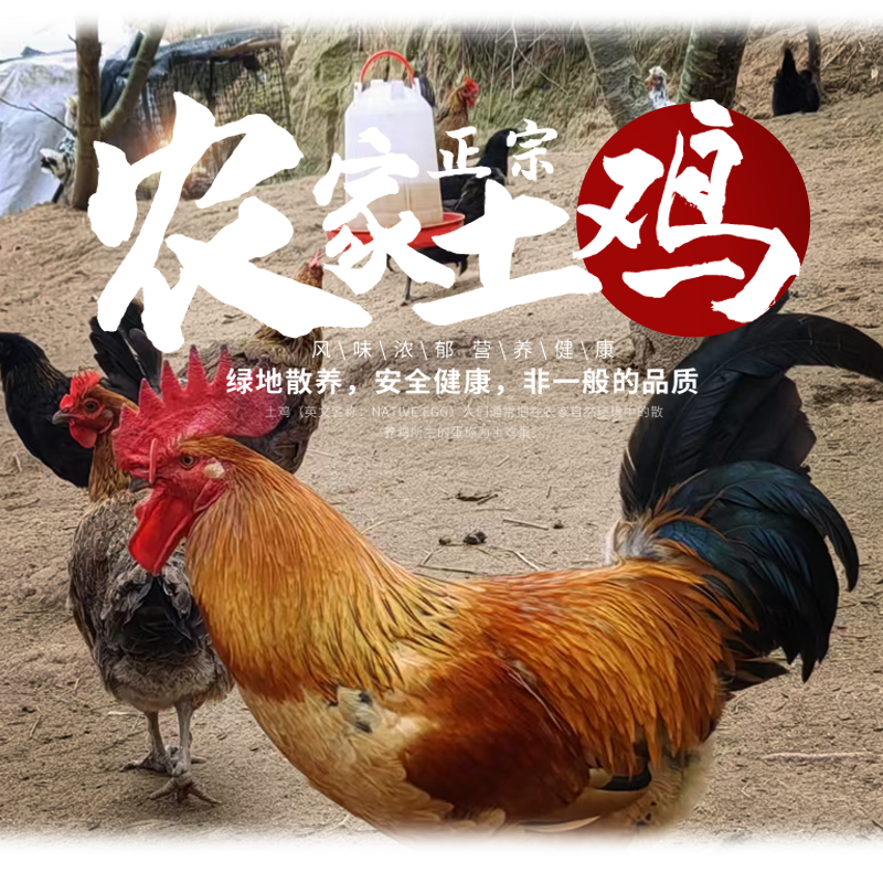 自家散养土鸡新鲜发货