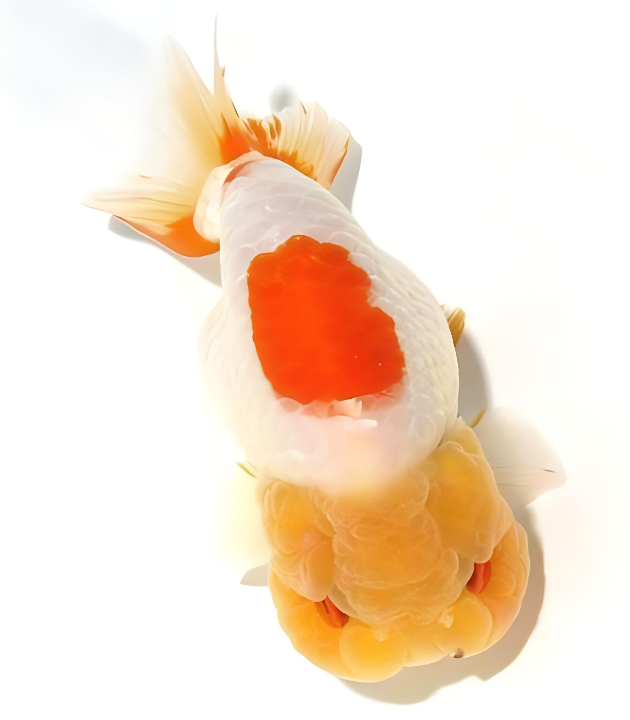 直播改价链接没有氧气过滤以及新手完美主义者勿拍收货拍开箱视频