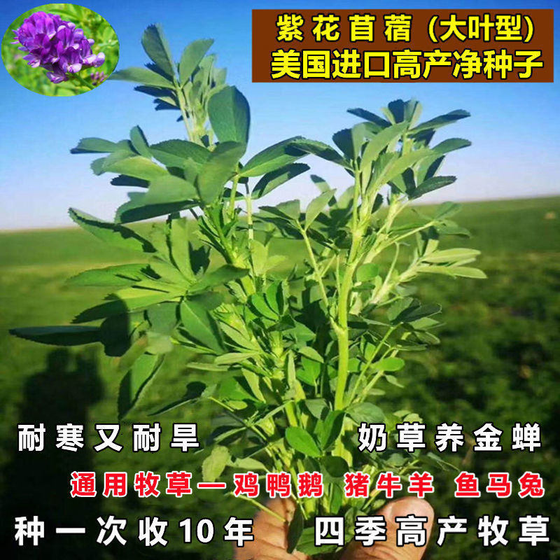 进口紫花苜蓿草种子多年生四季苜蓿草籽牧草鱼草种籽猪牛羊兔鸡鸭