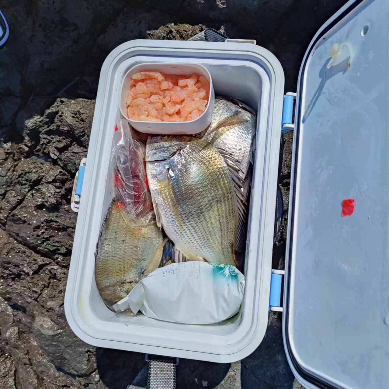 矶钓浮游矶钓专攻黑鲷密制虾仁