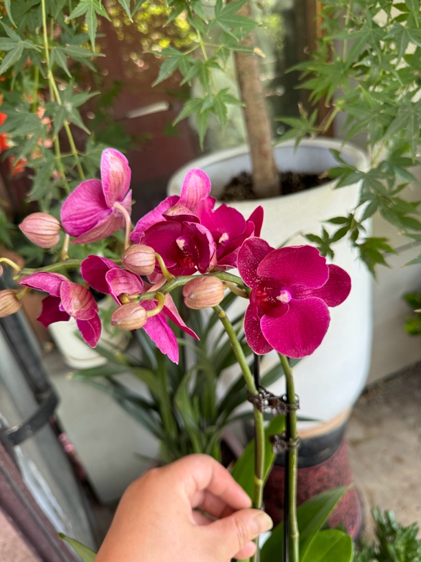 博蒙特蝴蝶兰，室内盆栽