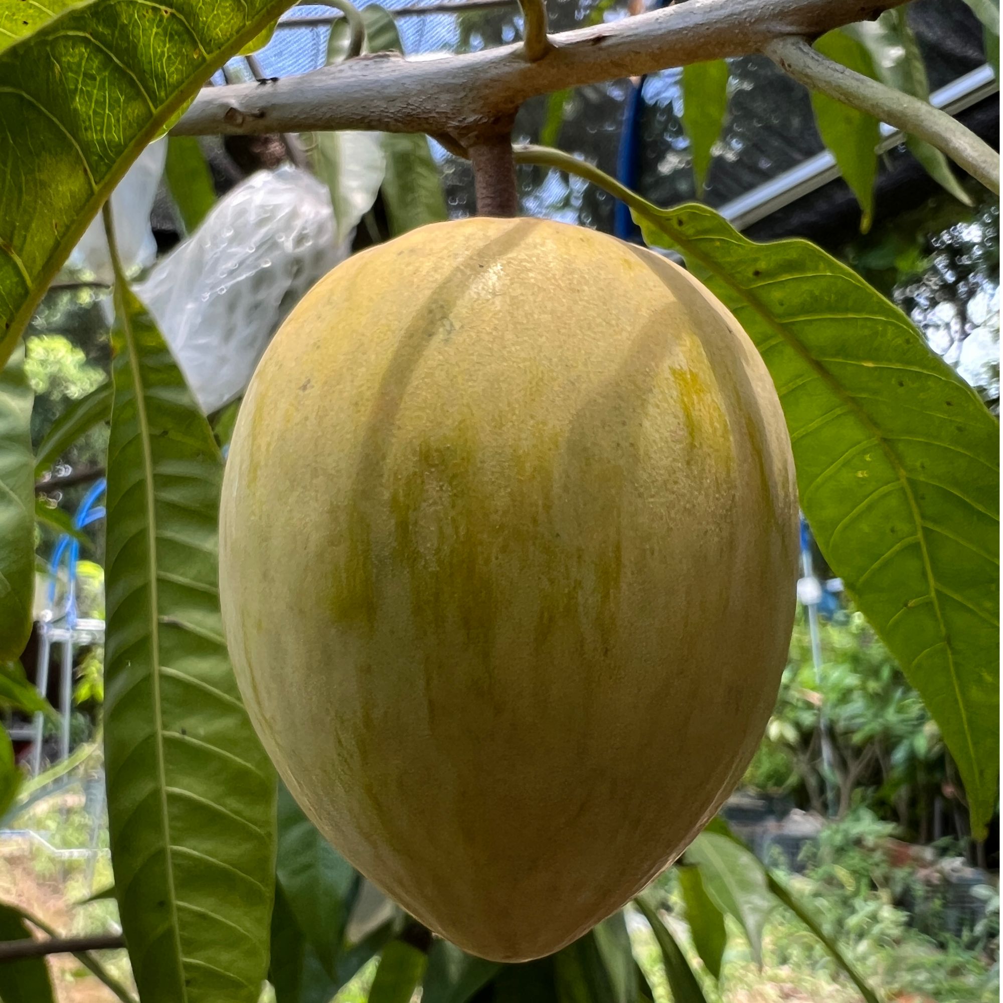 一物一拍芒果冰淇淋妈咪AL罗斯果以实物为准