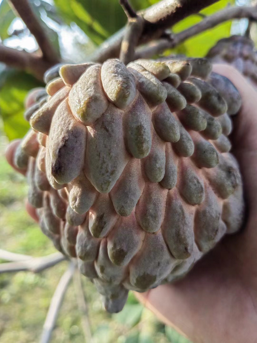 一物一拍释迦丽莎释迦红皮品种冰淇淋AL榴莲罗斯黄晶果优质香甜