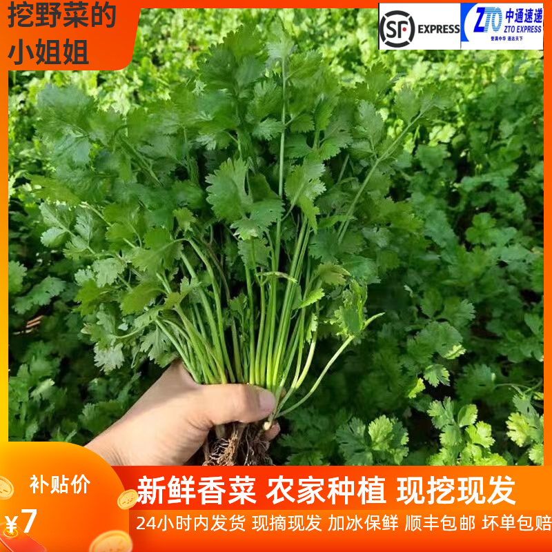 【小扬哥甄选】香菜新鲜当季芫荽山东铁杆香菜农家自种当季蔬菜现