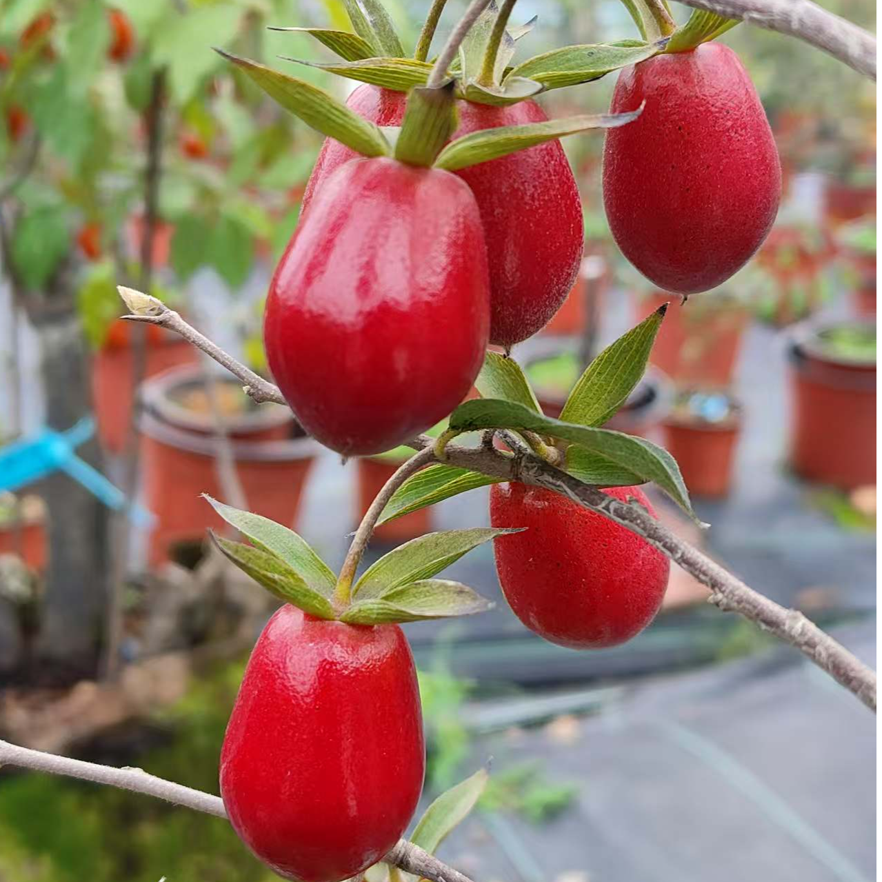 老鸦柿品种嫁接苗一物一拍   