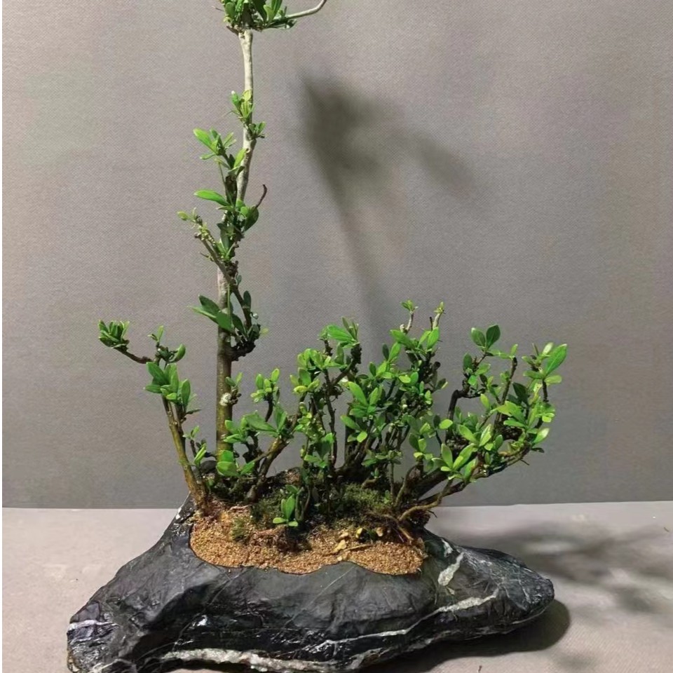 灵璧石白马纹石磬石摆件珍珠石