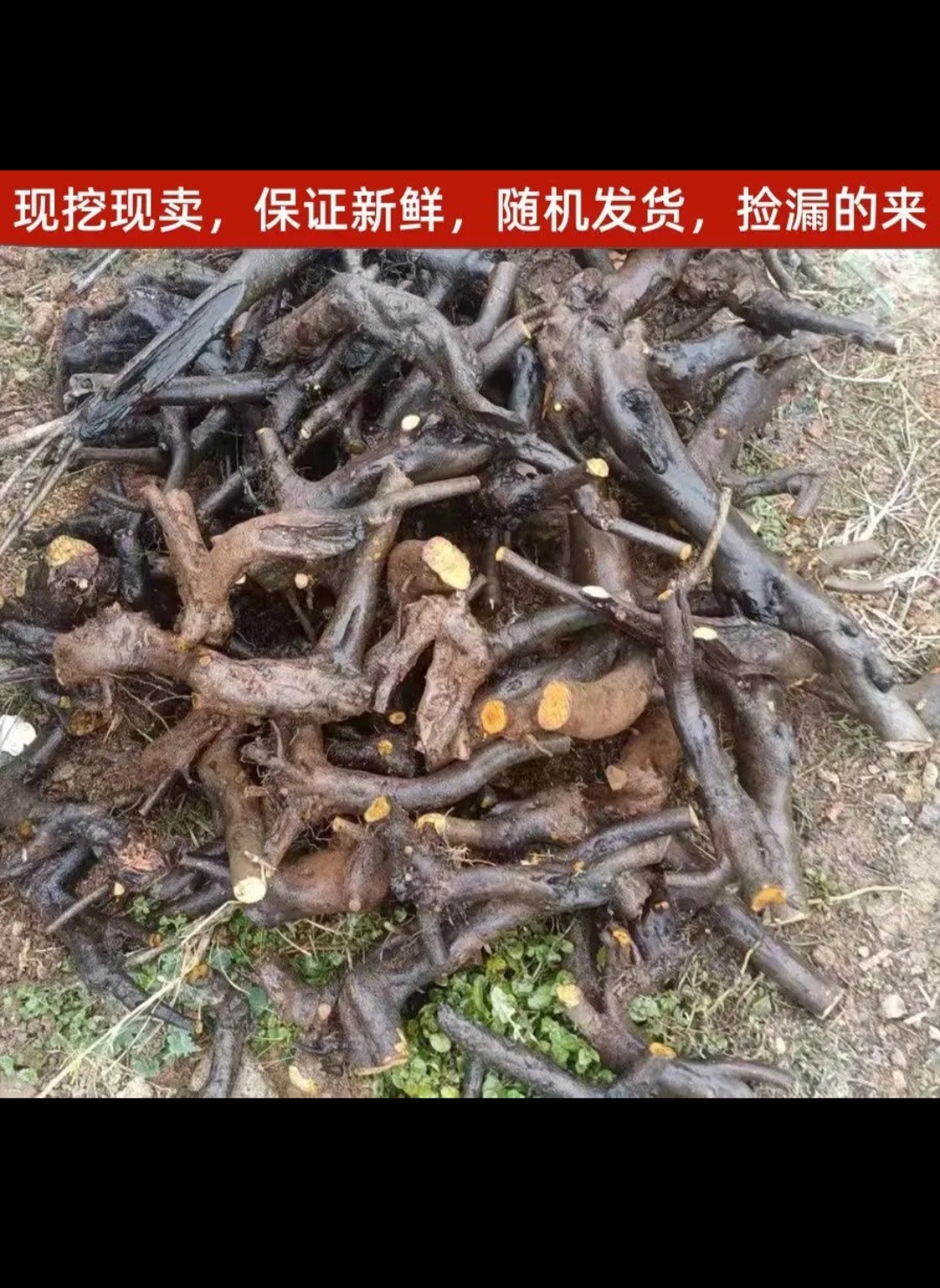 金弹子盆景重庆灌木老桩母桩老鸦近亲血红熟桩公桩,室内清仓观果