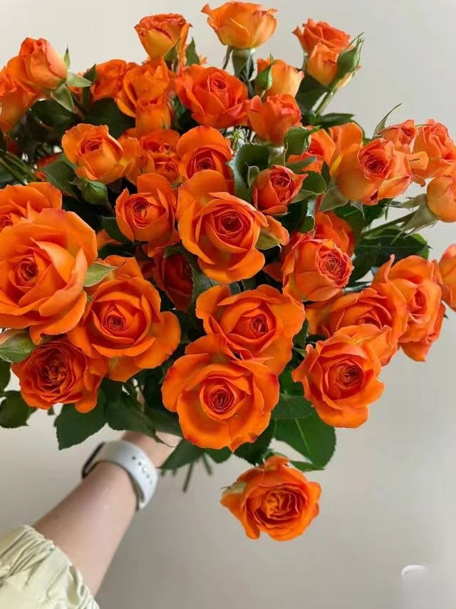 橙色芭比玫瑰：（一单也包邮。两单同一地址及以上送货上门送配草）