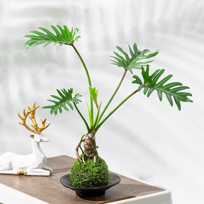 龙鳞小天使老桩室内盆栽绿植苔藓球绿植去甲醛清新空气卧室办公室