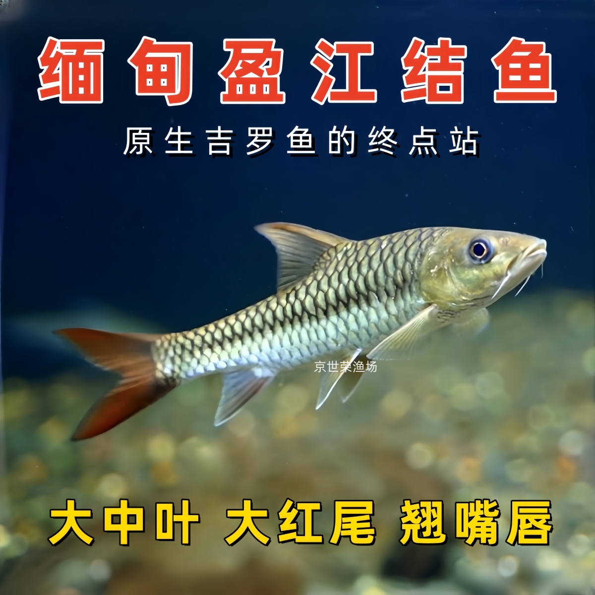 缅甸盈江结鱼吉罗鱼原生野生进口冷水鱼蓝吉罗红吉罗皇室金观赏鱼