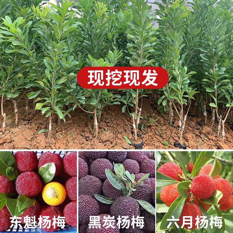 早熟品种水晶杨梅苗黑炭杨梅苗东魁杨梅苗南北方可种植带土带叶