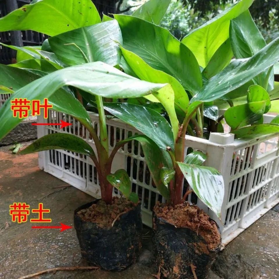 广西新品种红美人红香蕉苗带土带叶发货当年种植当年结果