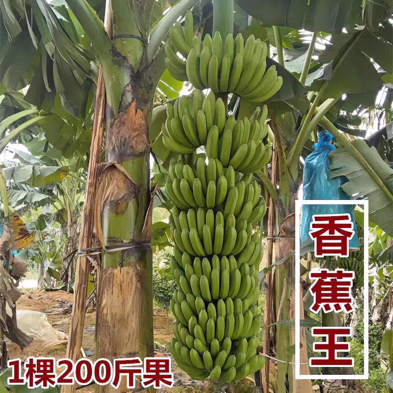 广西正宗矮化香蕉树苗粉蕉苗当年结果皇帝蕉苗南方小米蕉苗