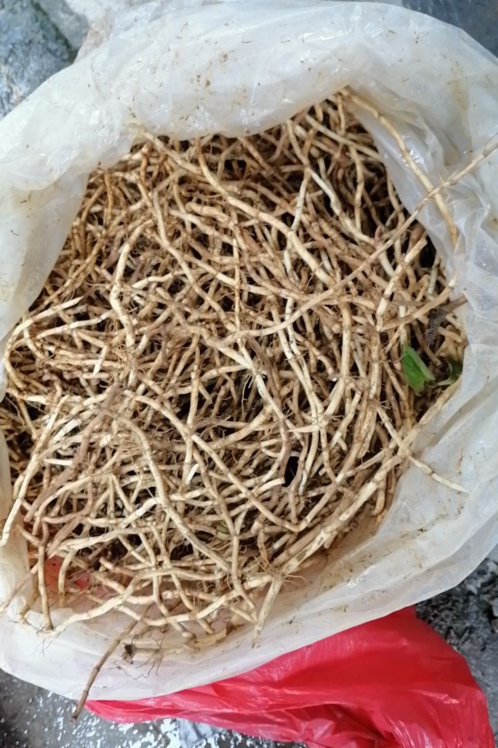 【苗阿依贵州山货代购】贵州特产折耳根新鲜500克包邮