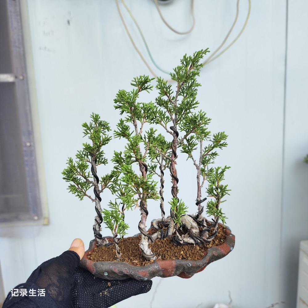 济州真柏造型盆景系鱼川办公桌茶桌小品直播间一物一拍
