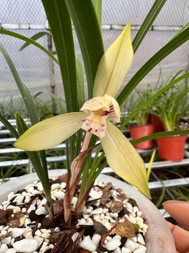 一物一拍3号拍品