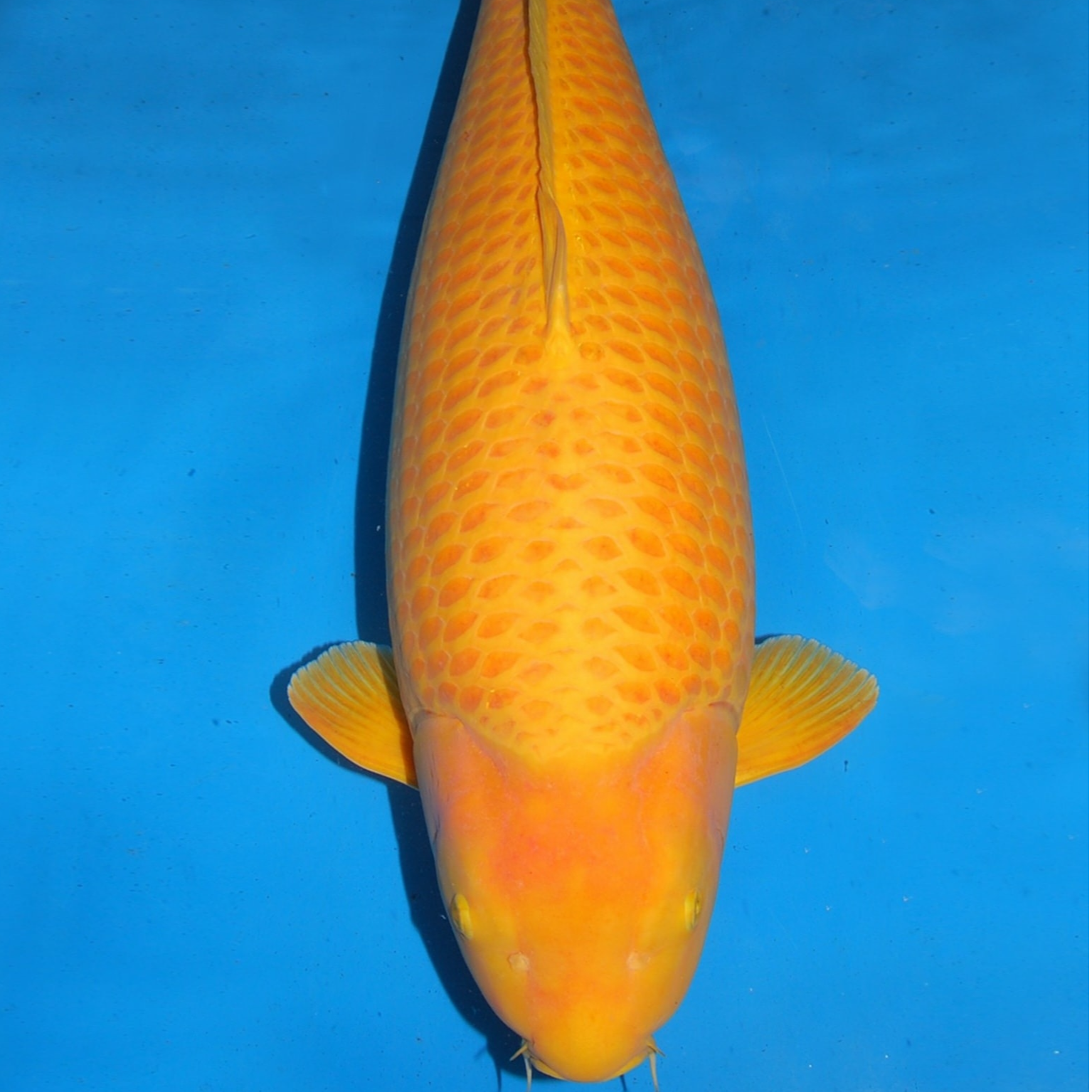 芒果芥子小尺寸活体观赏鱼冷水淡水鱼长尾短尾招财