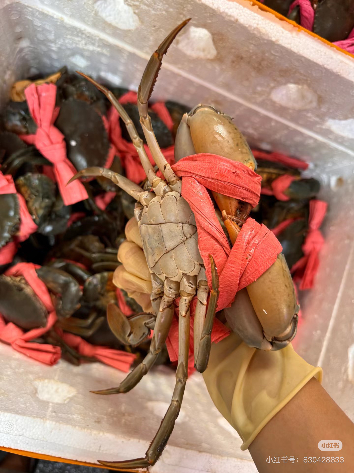 福利价青蟹【膏没那么满 缺水 断大钳 快睡着 有所缺陷的青蟹】