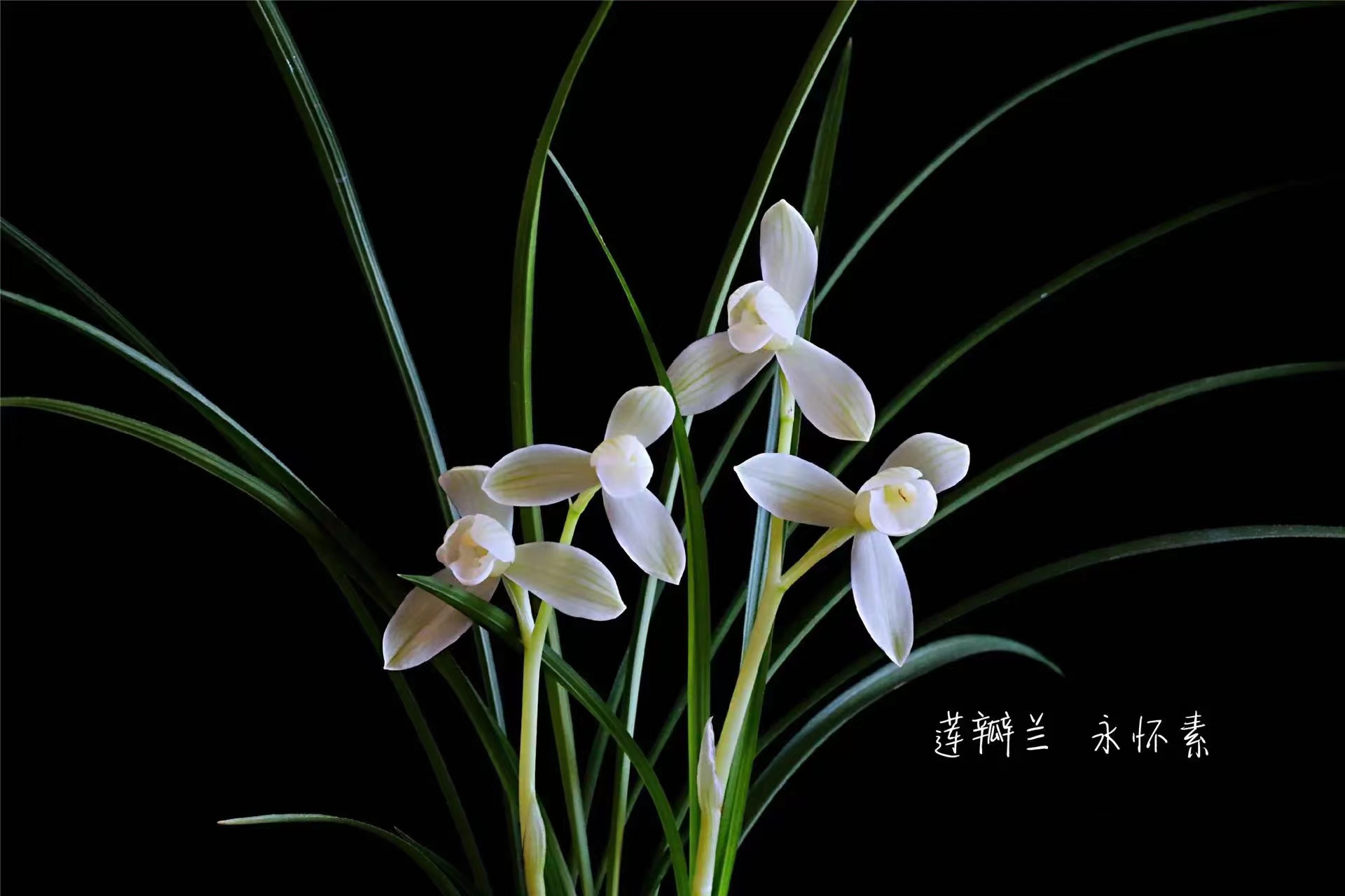 莲瓣兰 永怀素