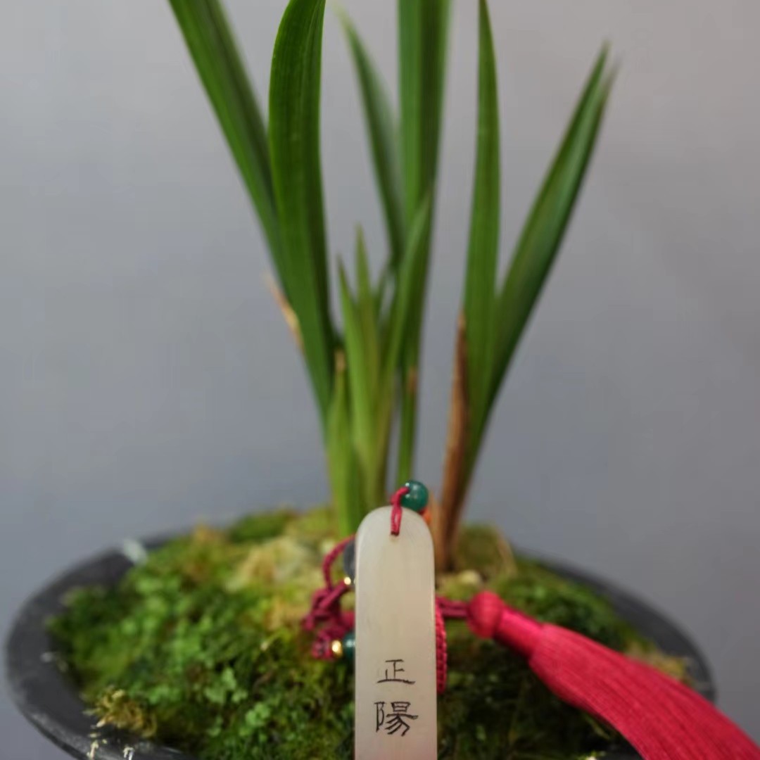 兰花--超级福袋商品根据直播间