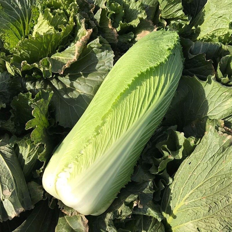 【汇峰农场1】新鲜龙牙菜5斤装（±2两）无筋无丝开锅烂 京东快递 