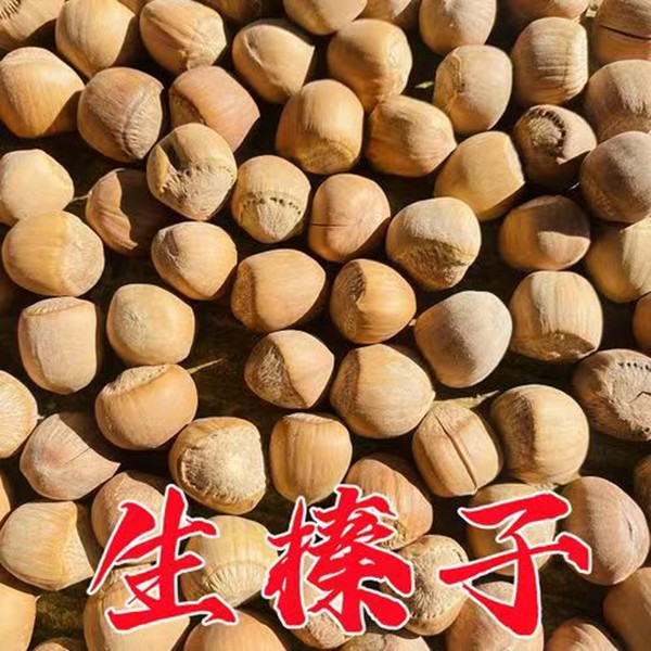 生的山榛子3斤/5斤