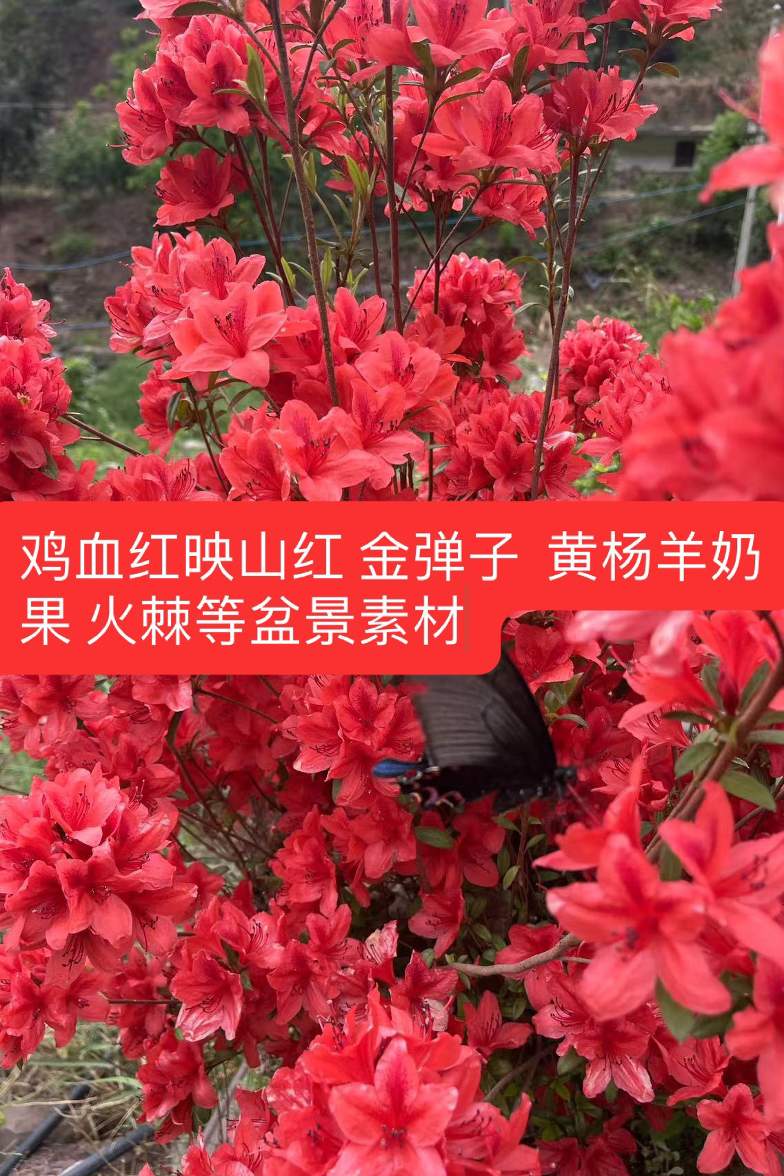 映山红 黄杨 金弹子 荀子 胡秃子 瑞香 铁马鞭火棘杜鹃等盆景素材