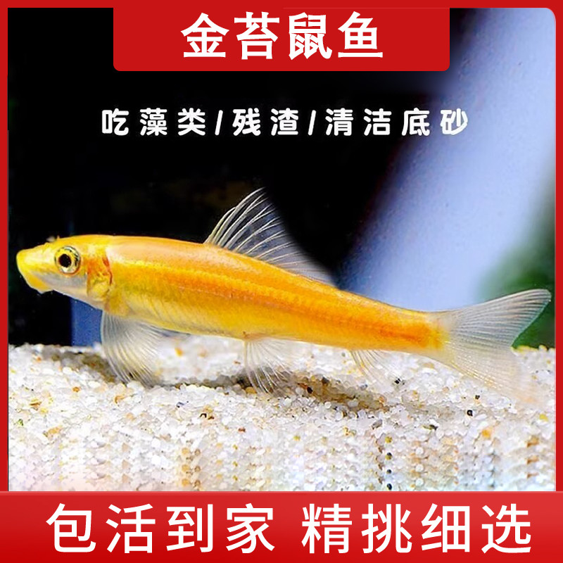 【直播福利】金苔鼠鱼粉红鲨彩虹鲨青苔鼠除藻除苔除渣热带工具鱼