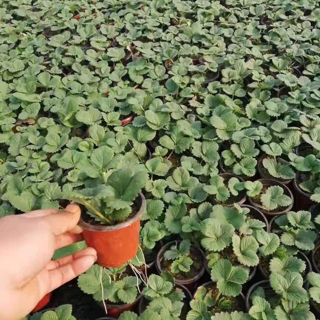 草莓苗原盆原土发货四季盆栽易活适合南北方阳台庭院种植久香奶油