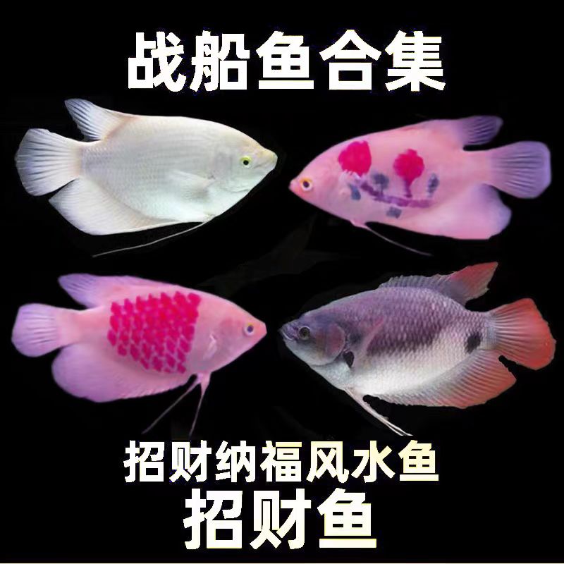 超萌好物热带观赏鱼招财鱼白战船鱼中大型招财发财红尾战船活体