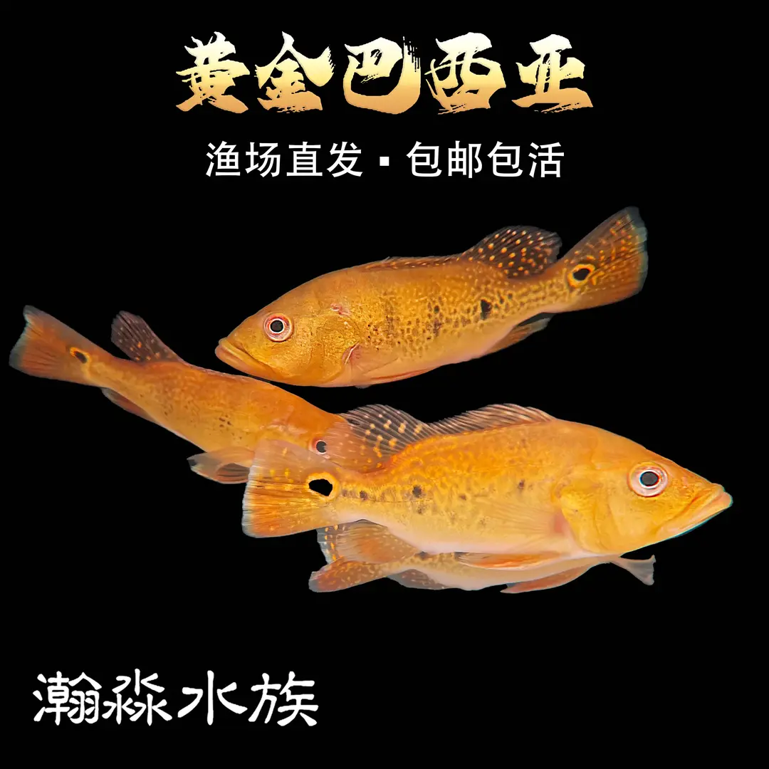 巴西亚鱼热带观赏鱼中大型帝王三间鱼皇冠三间鱼红老虎鱼