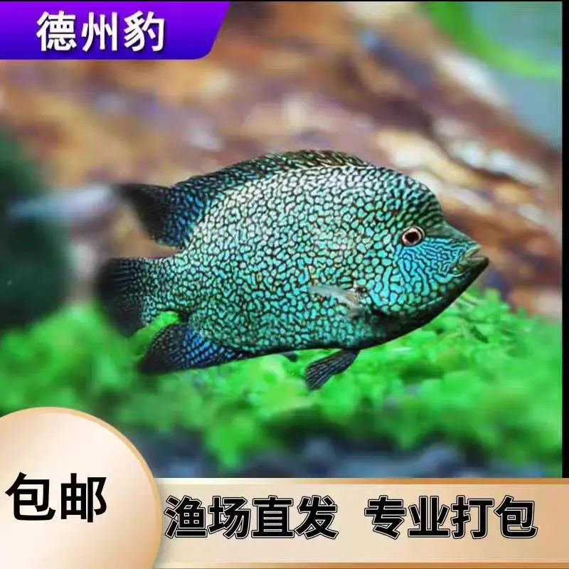 超萌好物德州豹绿巨人鱼慈鲷鱼凶猛鱼热带观赏鱼鱼满天星鱼混养