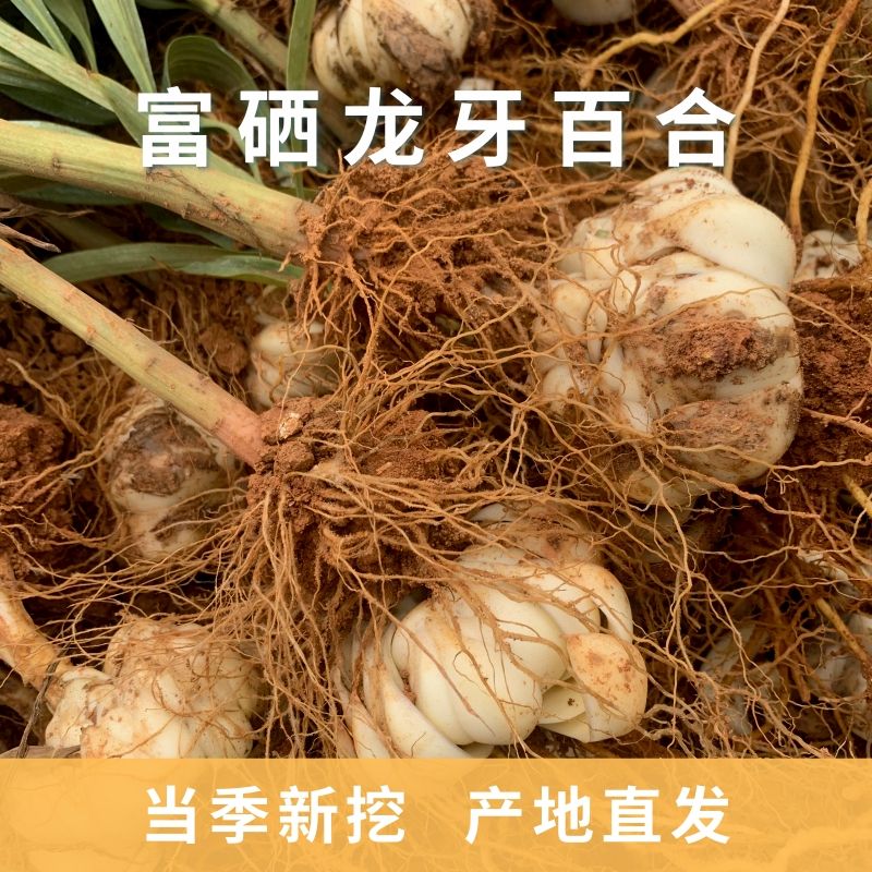 2023富硒龙牙百合现挖现发万载新鲜百合特级正宗食药两用百合种球