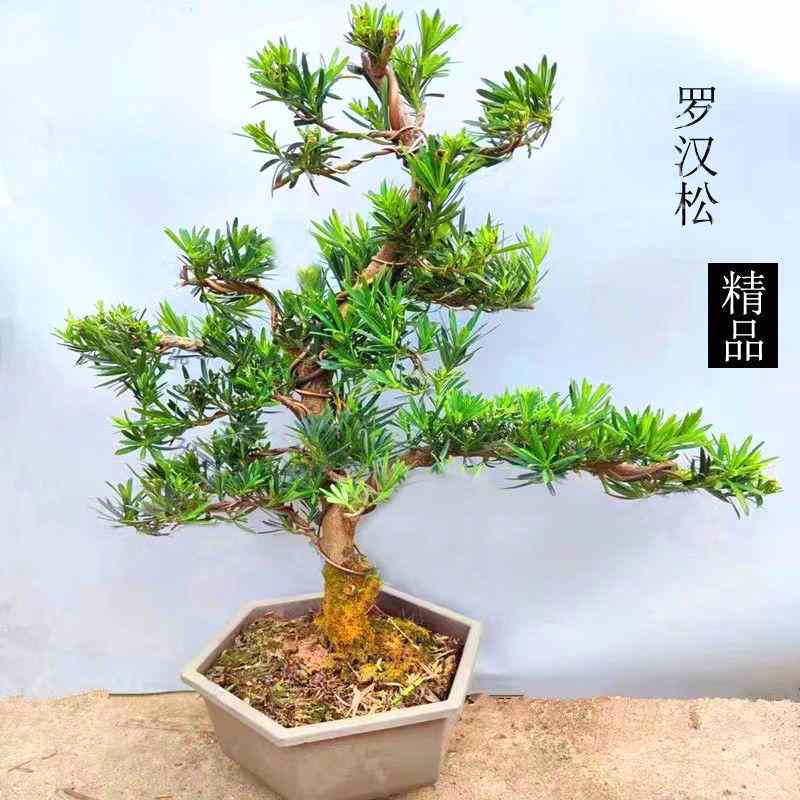 高档名贵罗汉松老桩室内桌上庭院造型盆景定型盆栽大老桩造型绿植