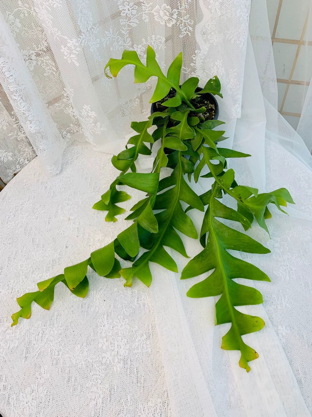 昆布孔雀昙花室内外好养植物懒人盆栽