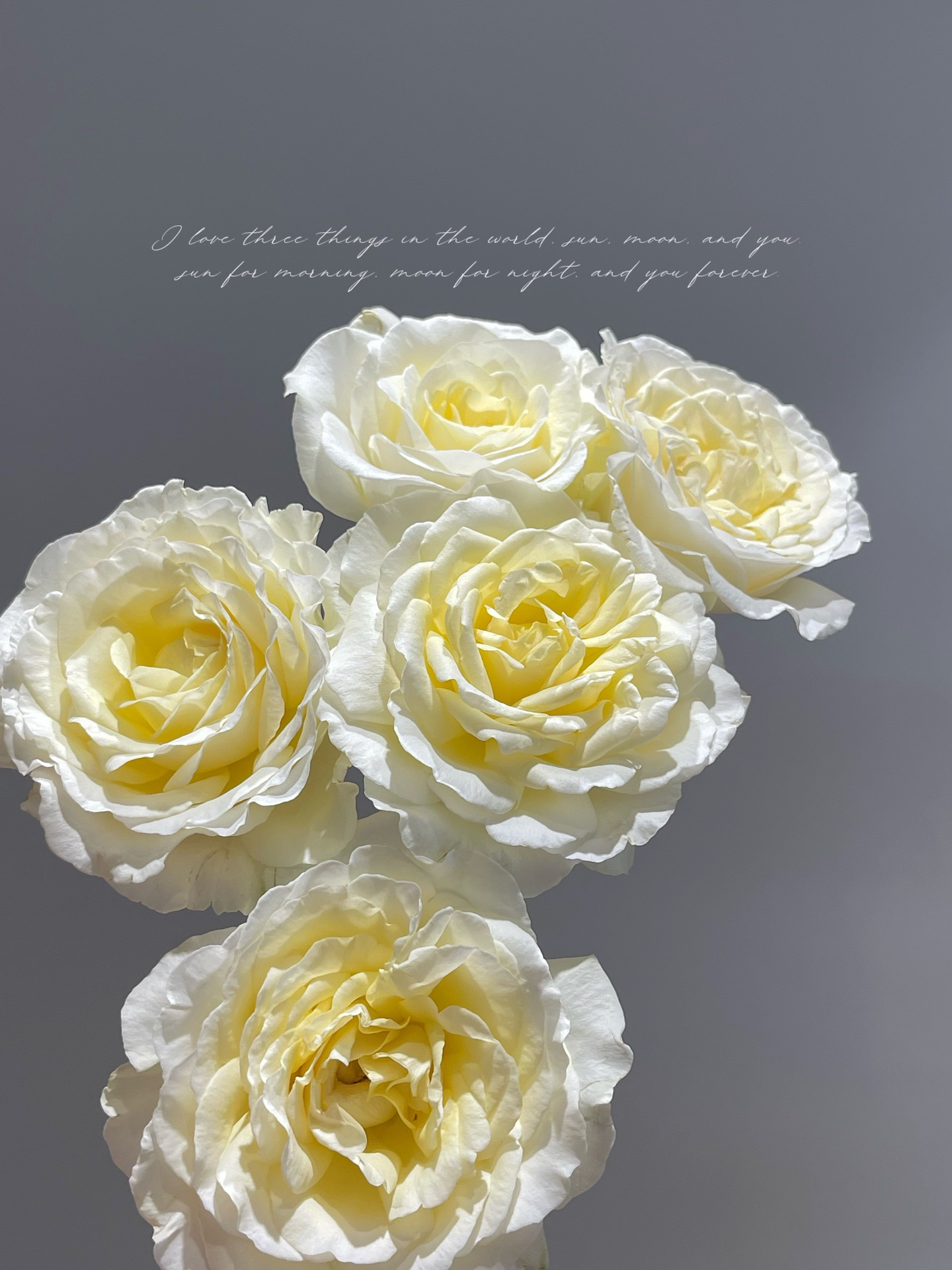 两件包邮！活力玫瑰10支（20%以内不售后）