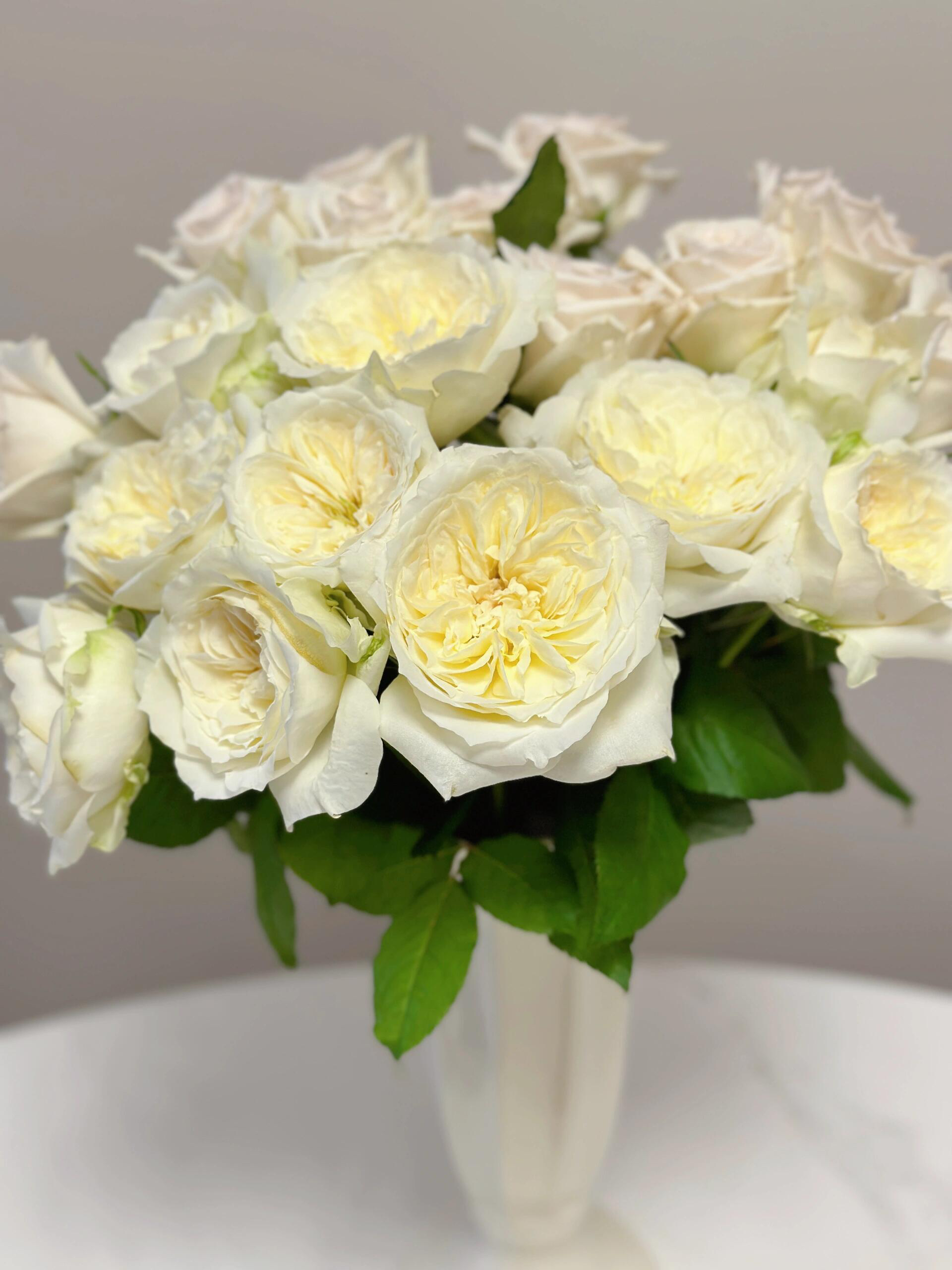 两件包邮！诺莎丽玫瑰10支（20%以内不售后）