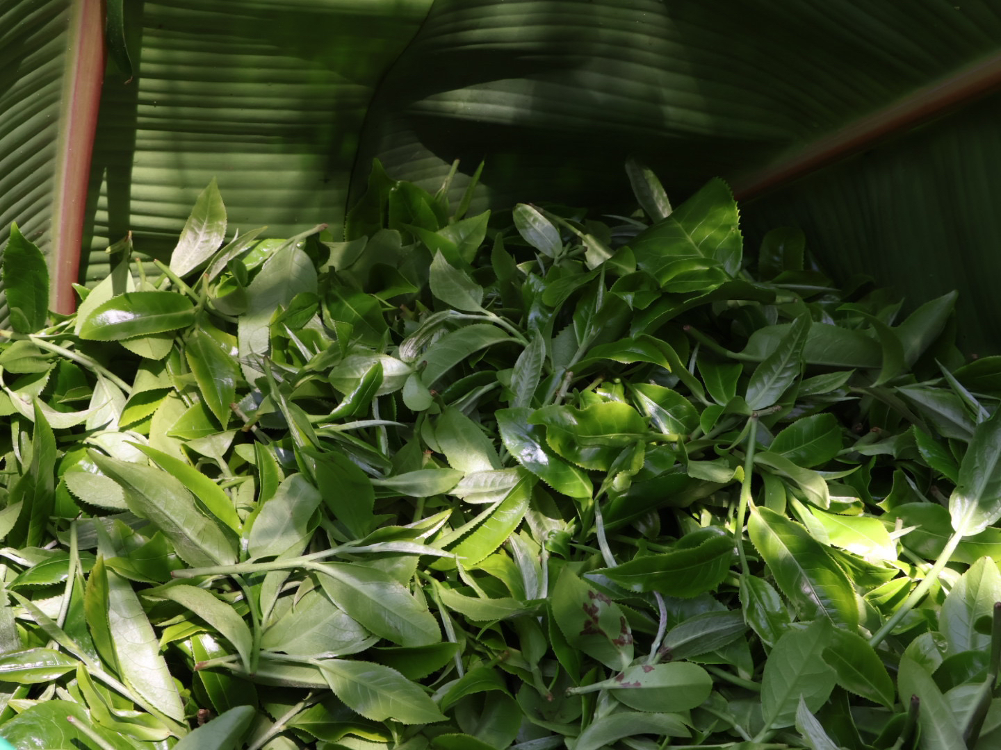 2021年百花潭古树纯料200g