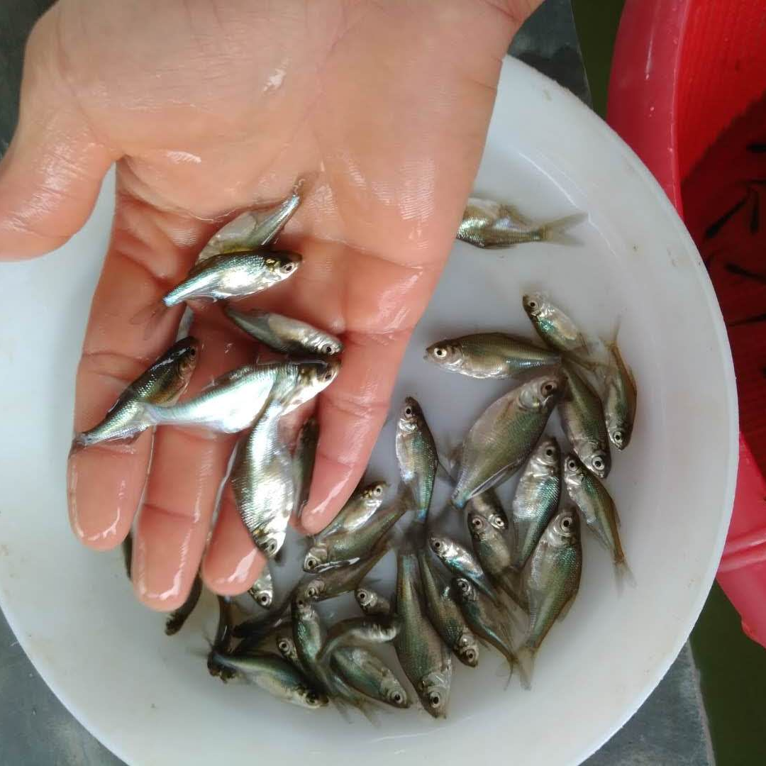 武昌鱼 三角鲂鱼 鳊鱼边鱼