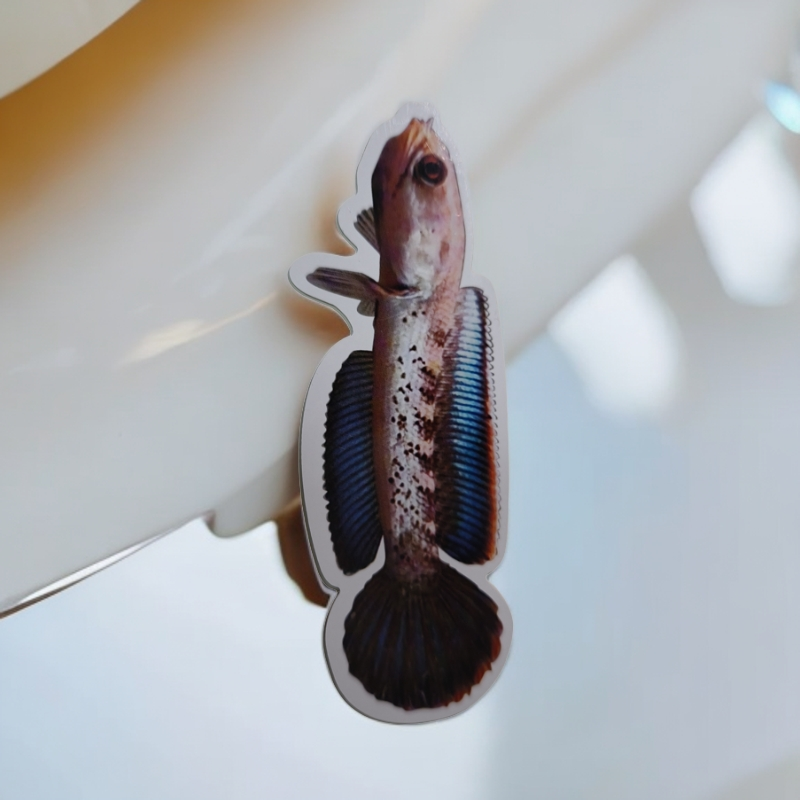 直播间1对1选鱼（送训鱼卡）