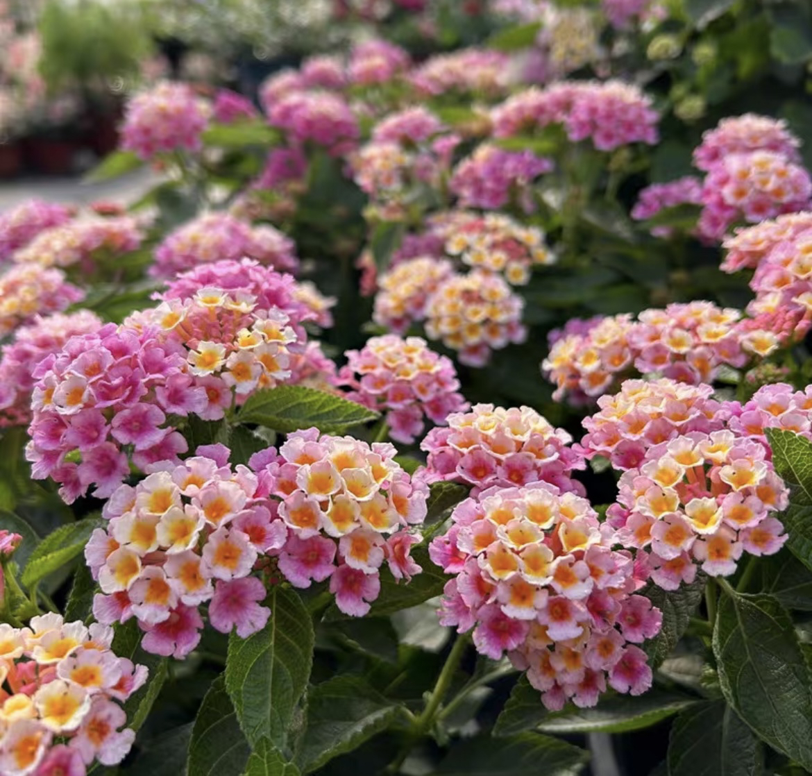 五色梅（落英缤纷）盆栽耐热耐晒阳台庭院花园植物五色梅四季花卉