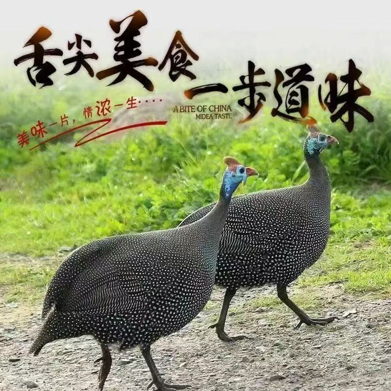 3斤左右珍珠成年鸡新鲜美味