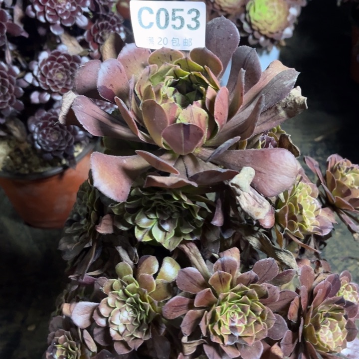 瑞妈多肉植物053