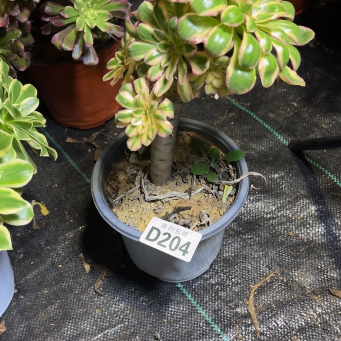 【闪购商品】多肉204
