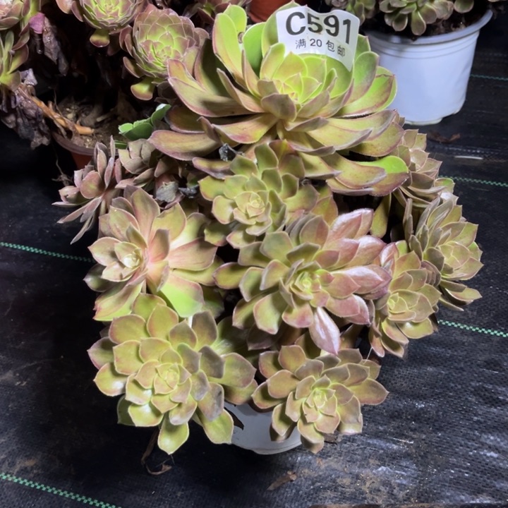 瑞妈多肉植物591