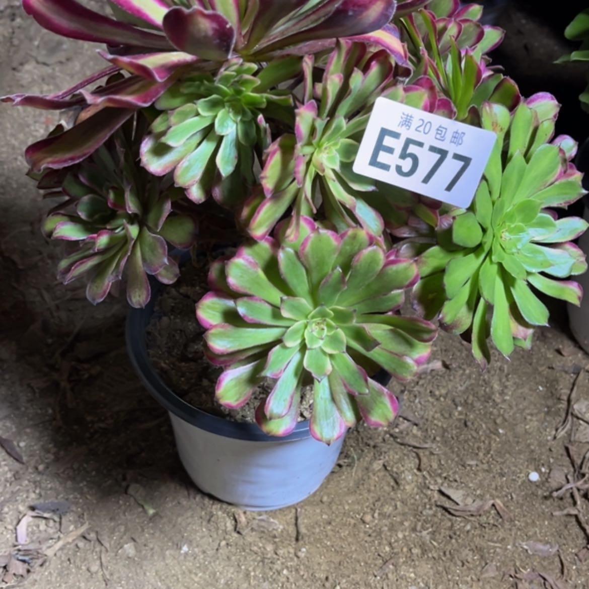 【闪购商品】多肉577