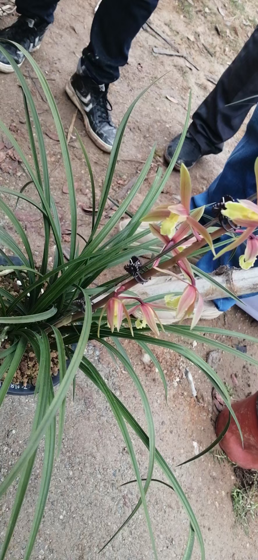 盆景欣赏植物，观赏价值高