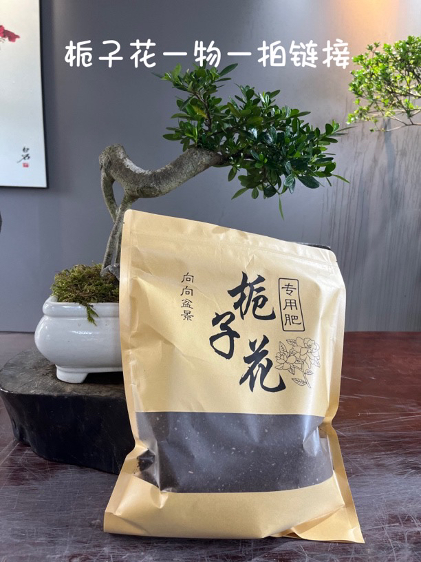 海岛原生揽叶栀子花【开花机器】一物一拍链接