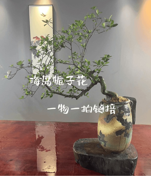 海岛栀子花【开花机器】一物一拍链接