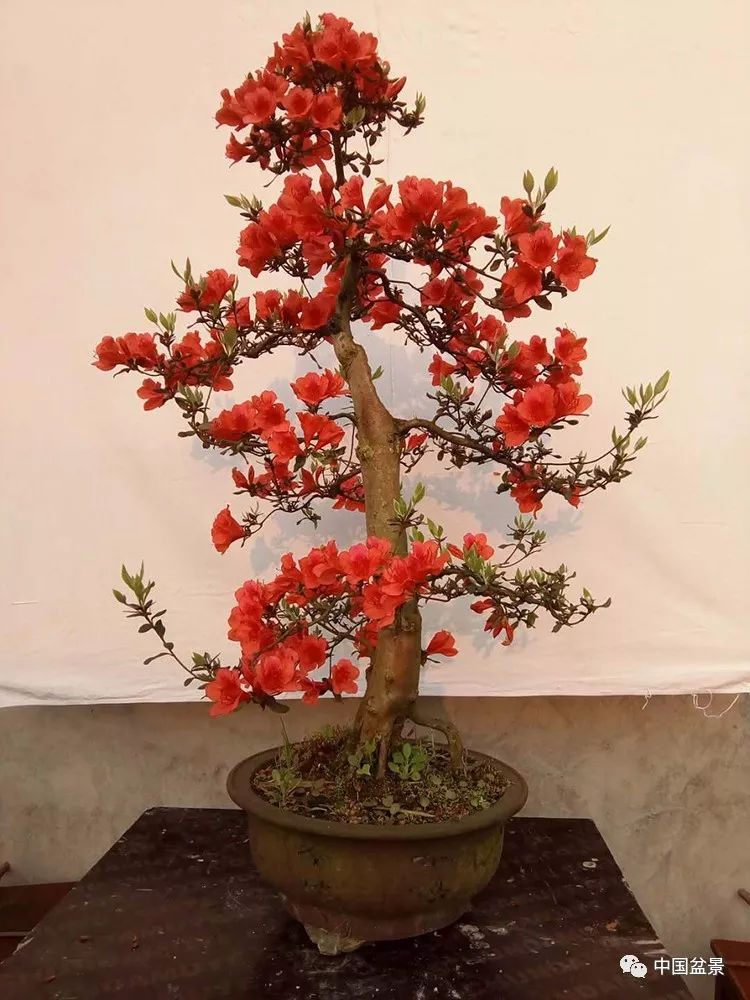 三角枫七里香铁包金五味子新鲜白色嫁接开花种植花香观赏花期食用
